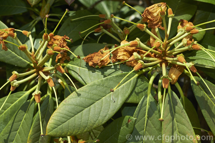 The maturing seedheads of a rhododendron. The seeds are very small and abundant