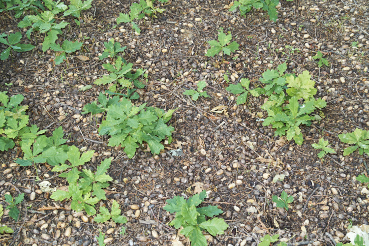 Seedlings of English Oak (<i>Quercus robur</i>) under an old tree. This large, round-headed deciduous tree is found from Britain to western Russia. It lives to a great age and can reach 40m tall, though 20-35m is more common. Order: Fagales, Family: Fagaceae