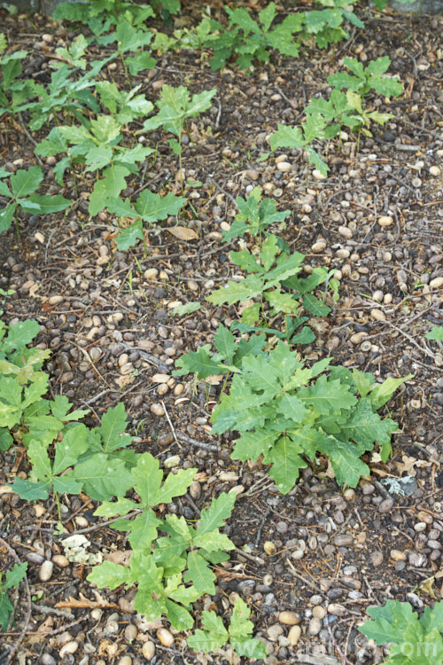 Seedlings of English Oak (<i>Quercus robur</i>) under an old tree. This large, round-headed deciduous tree is found from Britain to western Russia. It lives to a great age and can reach 40m tall, though 20-35m is more common. Order: Fagales, Family: Fagaceae