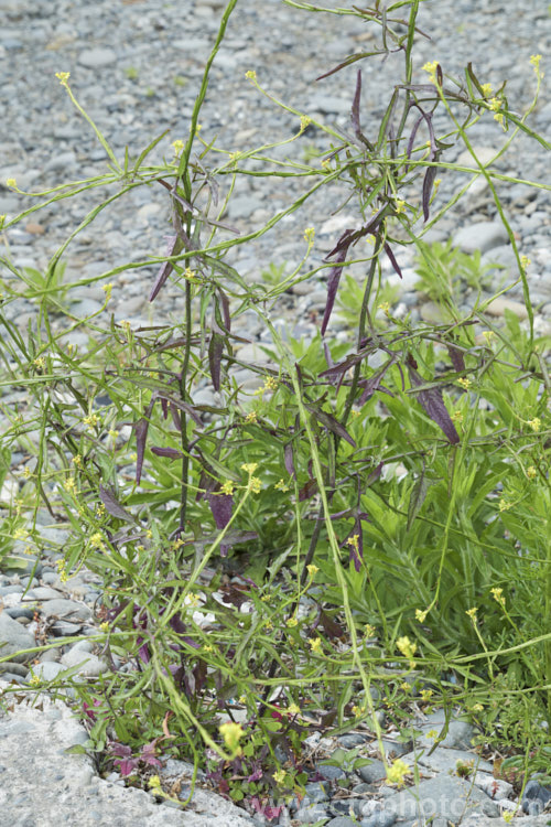 Hedge. Mustard (<i>Sisymbrium officinale</i>), an annual or biennial, originally native to Europe and North Africa but now widely naturalised. It has an erect growth habit and can be distinguished from other species in the genus by the seedpods, which are held against the stems, rather than hanging free from them. Widely considered a weed, it has been cultivated as a vegetable and used medicinally. sisymbrium-3461htm'>Sisymbrium. .