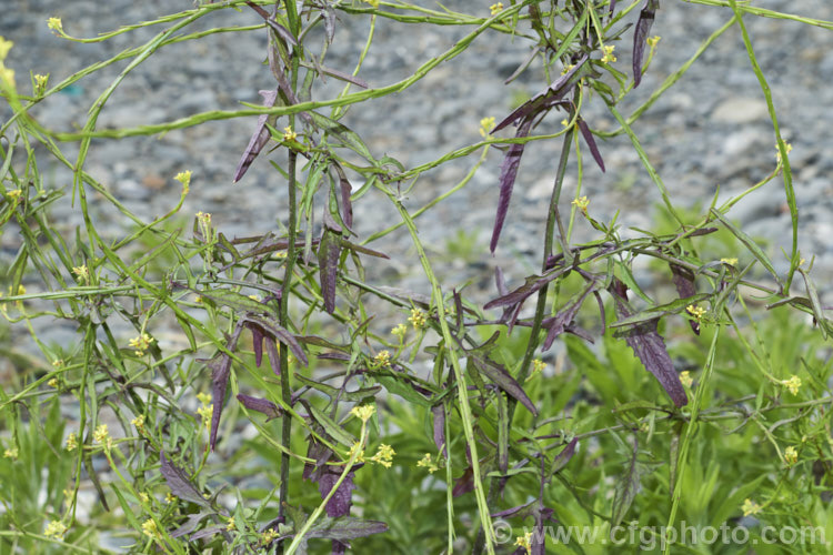 Hedge. Mustard (<i>Sisymbrium officinale</i>), an annual or biennial, originally native to Europe and North Africa but now widely naturalised. It has an erect growth habit and can be distinguished from other species in the genus by the seedpods, which are held against the stems, rather than hanging free from them. Widely considered a weed, it has been cultivated as a vegetable and used medicinally. sisymbrium-3461htm'>Sisymbrium. .