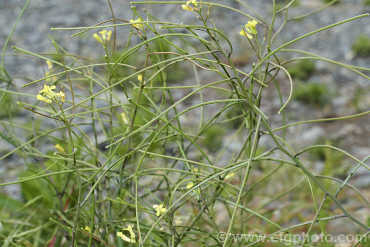French Rocket, Mediterranean. Rocket, Hedge. Mustard or Smooth. Mustard (<i>Sisymbrium erysimoides</i>), a southern European mustard family (<i>Brassicaceae</i>) annual or biennial that has become naturalised in many temperate areas. sisymbrium-3461htm'>Sisymbrium. .