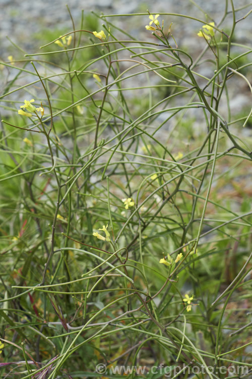 French Rocket, Mediterranean. Rocket, Hedge. Mustard or Smooth. Mustard (<i>Sisymbrium erysimoides</i>), a southern European mustard family (<i>Brassicaceae</i>) annual or biennial that has become naturalised in many temperate areas. sisymbrium-3461htm'>Sisymbrium. .