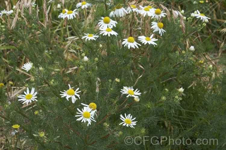 Scentless. Chamomile or Scentless. Mayweed (<i>Tripleurospermum inodorum [syn. Matricaria inodora]), an annual or short-lived perennial originally native to Eurasia but now widely naturalised in the temperate zones. In many places it is considered to be a weed, usually of waste ground. tripleurospermum-3530htm'>Tripleurospermum.