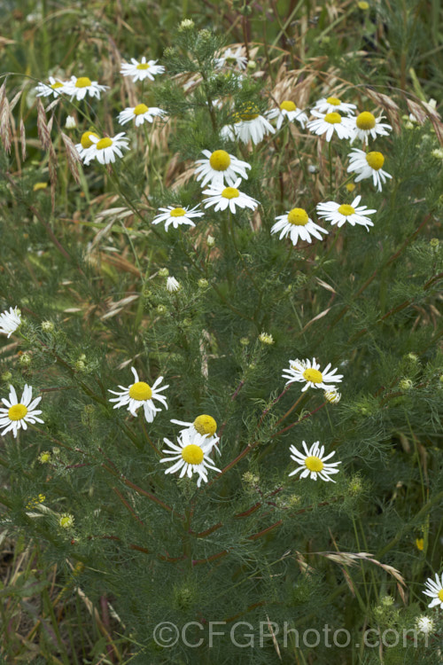 Scentless. Chamomile or Scentless. Mayweed (<i>Tripleurospermum inodorum [syn. Matricaria inodora]), an annual or short-lived perennial originally native to Eurasia but now widely naturalised in the temperate zones. In many places it is considered to be a weed, usually of waste ground. tripleurospermum-3530htm'>Tripleurospermum.