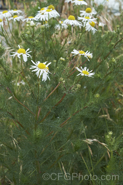 Scentless. Chamomile or Scentless. Mayweed (<i>Tripleurospermum inodorum [syn. Matricaria inodora]), an annual or short-lived perennial originally native to Eurasia but now widely naturalised in the temperate zones. In many places it is considered to be a weed, usually of waste ground. tripleurospermum-3530htm'>Tripleurospermum.
