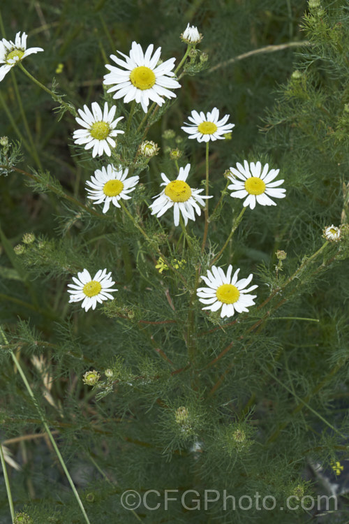 Scentless. Chamomile or Scentless. Mayweed (<i>Tripleurospermum inodorum [syn. Matricaria inodora]), an annual or short-lived perennial originally native to Eurasia but now widely naturalised in the temperate zones. In many places it is considered to be a weed, usually of waste ground. tripleurospermum-3530htm'>Tripleurospermum.