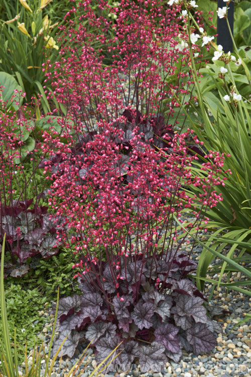 Heuchera 'Hollywood', thisAmerican hybrid is grown for its strongly marked silver-grey and green foliage, which is underlain with purple-red along the veins, and also for its tall sprays of pinkish-red flowers. It is a perennial and spreads up to 50 cm across. heuchera-2441htm'>Heuchera. <a href='saxifragaceae-plant-family-photoshtml'>Saxifragaceae</a>.
