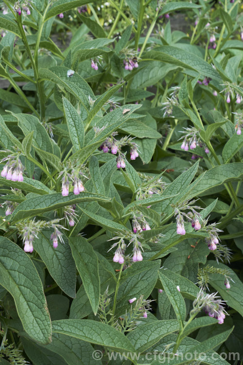 Comfrey (<i>Symphytum officinale</i>), a strong-growing herbaceous perennial native to eastern-central Europe. It is widely grown as a medicinal herb and for its bold foliage. In addition to being used to treat wounds, comfrey is sometimes known as knit-bone, for its ability to help set broken bones. It does also have culinary uses but is not widely eaten. The foliage is also used in composts to speed decomposition — a compost activator. symphytum-2299htm'>Symphytum.