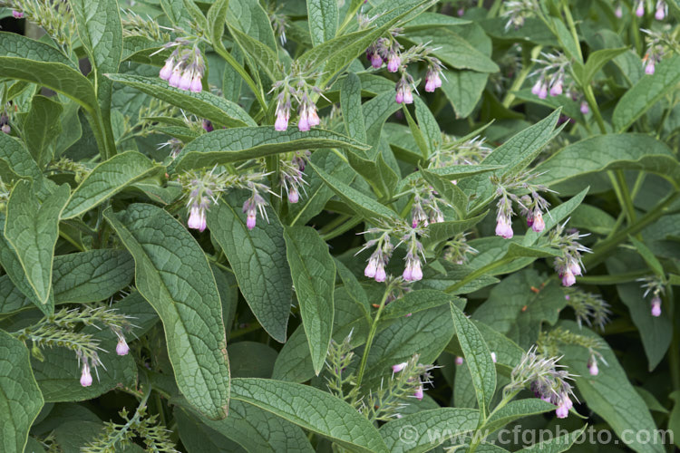 Comfrey (<i>Symphytum officinale</i>), a strong-growing herbaceous perennial native to eastern-central Europe. It is widely grown as a medicinal herb and for its bold foliage. In addition to being used to treat wounds, comfrey is sometimes known as knit-bone, for its ability to help set broken bones. It does also have culinary uses but is not widely eaten. The foliage is also used in composts to speed decomposition — a compost activator. symphytum-2299htm'>Symphytum.
