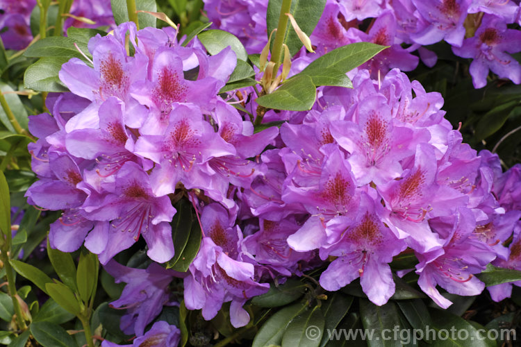 Pontic. Rhododendron (<i>Rhododendron ponticum</i>), a large, evergreen, late spring- to early summer-flowering shrub native to the Mediterranean region. It can grow to over 8m tall, is tough and adaptable, and has naturalised in many temperate areas