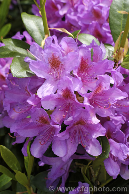 Pontic. Rhododendron (<i>Rhododendron ponticum</i>), a large, evergreen, late spring- to early summer-flowering shrub native to the Mediterranean region. It can grow to over 8m tall, is tough and adaptable, and has naturalised in many temperate areas