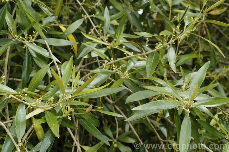 African. Olive (<i>Olea europaea subsp. cuspidata [syns. Olea cuspidata, Olea africana]), this African form of the Mediterranean olive of commerce is a more open, smaller tree than its cultivated cousin. Its fruits are smaller too and are seldom practical for commercial use. olea-2464htm'>Olea. <a href='oleaceae-plant-family-photoshtml'>Oleaceae</a>.