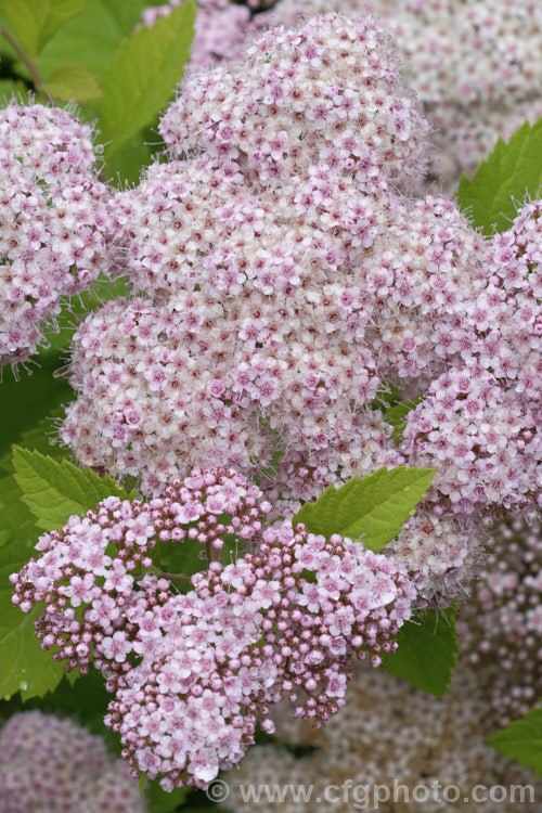 Spiraea miyabei, a spring-flowering, 1-2m high and wide deciduous shrub native to China and Japan. The tiny flowers may be creamy white or pink and are crowded in dense heads. spiraea-3326htm'>Spiraea.