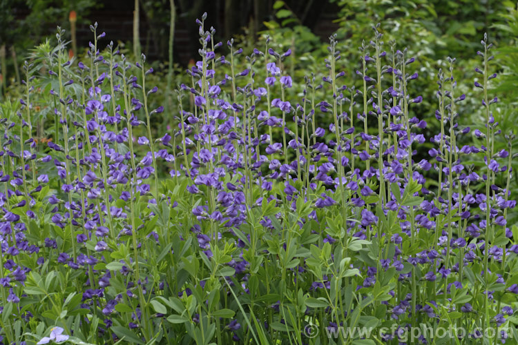 Blue False Indigo (<i>Baptisia australis var. minor [syn. Baptisia minor]), a late spring- to summer-flowering perennial from the eastern United States. It is very similar to the species but is only around 1m tall, rather than 15m. Most plants in cultivation are this form. baptisia-2594htm'>Baptisia.