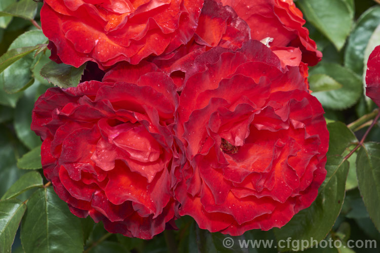 Rosa 'Satchmo' ('Evelyn Fison' x 'Diamante'), a Cluster-flowered (<i>Floribunda</i>) shrub rose raised by McGredy of Northern Ireland and in 1970. It grows to around 15m tall and the flowers have a mild scent. Order: Rosales, Family: Rosaceae. Order: Rosales, Family: Rosaceae
