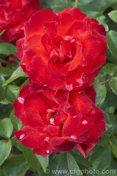 Rosa 'Satchmo' ('Evelyn Fison' x 'Diamante'), a Cluster-flowered (<i>Floribunda</i>) shrub rose raised by McGredy of Northern Ireland and in 1970. It grows to around 15m tall and the flowers have a mild scent. Order: Rosales, Family: Rosaceae