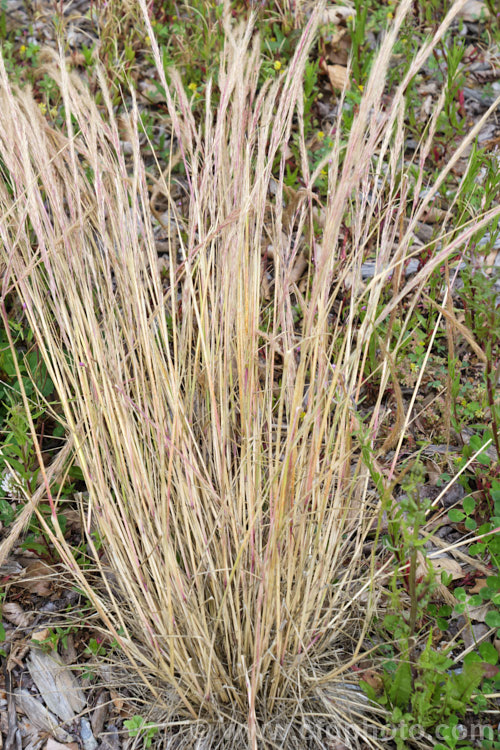 Vulpia. Hair. Grass or Rat's Tail. Fescue (<i>Vulpia myuros [syn. Vulpia megalura</i>), an annual grass that was probably originally a Eurasian native but which is now widespread in the temperate and subtropical regions. Green when young, it dries off quickly after flowering and setting seed. vulpia-2929htm'>Vulpia. .