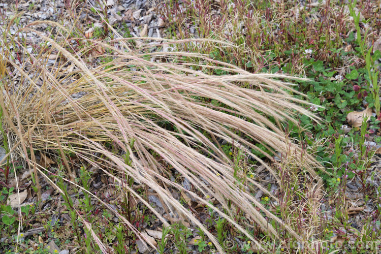 Vulpia. Hair. Grass or Rat's Tail. Fescue (<i>Vulpia myuros [syn. Vulpia megalura</i>), an annual grass that was probably originally a Eurasian native but which is now widespread in the temperate and subtropical regions. Green when young, it dries off quickly after flowering and setting seed. vulpia-2929htm'>Vulpia. .