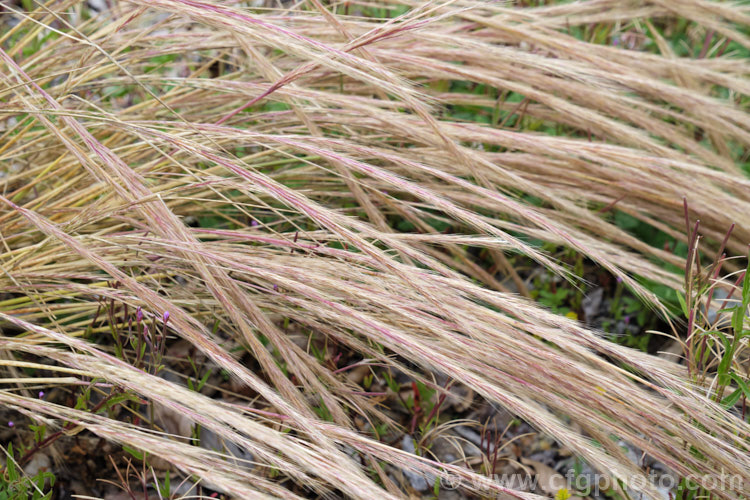 Vulpia. Hair. Grass or Rat's Tail. Fescue (<i>Vulpia myuros [syn. Vulpia megalura</i>), an annual grass that was probably originally a Eurasian native but which is now widespread in the temperate and subtropical regions. Green when young, it dries off quickly after flowering and setting seed. vulpia-2929htm'>Vulpia. .