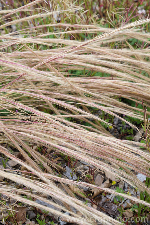 Vulpia. Hair. Grass or Rat's Tail. Fescue (<i>Vulpia myuros [syn. Vulpia megalura</i>), an annual grass that was probably originally a Eurasian native but which is now widespread in the temperate and subtropical regions. Green when young, it dries off quickly after flowering and setting seed. vulpia-2929htm'>Vulpia. .
