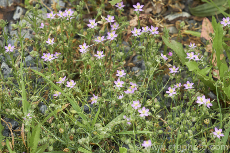 Rock Sea-Spurrey (<i>Spergularia rupicola</i>), a very small, spreading, prostrate, short-lived perennial with green to grey-green foliage and tiny, 4-petalled pink flowers that open from late spring. While sometimes cultivated in rockeries, it is most often seen as a wildflower or minor weed. It occurs naturally around the coast of Ireland and western Britain and has naturalised in other areas. spergularia-3322htm'>Spergularia. Order: Caryophyllales, Family: Caryophyllaceae