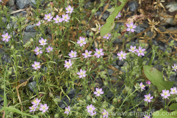 Rock Sea-Spurrey (<i>Spergularia rupicola</i>), a very small, spreading, prostrate, short-lived perennial with green to grey-green foliage and tiny, 4-petalled pink flowers that open from late spring. While sometimes cultivated in rockeries, it is most often seen as a wildflower or minor weed. It occurs naturally around the coast of Ireland and western Britain and has naturalised in other areas. spergularia-3322htm'>Spergularia. Order: Caryophyllales, Family: Caryophyllaceae