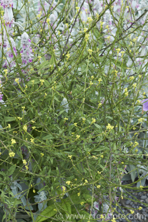 Hedge. Mustard (<i>Sisymbrium officinale</i>), an annual or biennial, originally native to Europe and North Africa but now widely naturalised. It has an erect growth habit and can be distinguished from other species in the genus by the seedpods, which are held against the stems, rather than hanging free from them. Widely considered a weed, it has been cultivated as a vegetable and used medicinally. sisymbrium-3461htm'>Sisymbrium. .
