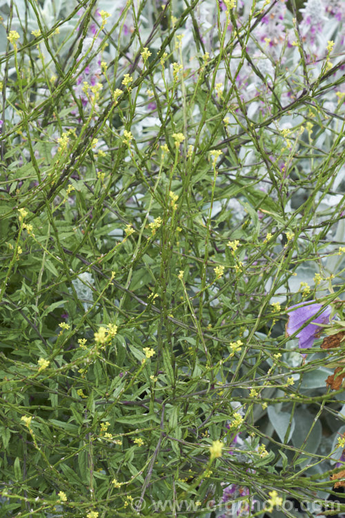 Hedge. Mustard (<i>Sisymbrium officinale</i>), an annual or biennial, originally native to Europe and North Africa but now widely naturalised. It has an erect growth habit and can be distinguished from other species in the genus by the seedpods, which are held against the stems, rather than hanging free from them. Widely considered a weed, it has been cultivated as a vegetable and used medicinally. sisymbrium-3461htm'>Sisymbrium. .
