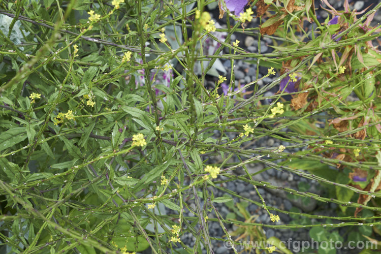 Hedge. Mustard (<i>Sisymbrium officinale</i>), an annual or biennial, originally native to Europe and North Africa but now widely naturalised. It has an erect growth habit and can be distinguished from other species in the genus by the seedpods, which are held against the stems, rather than hanging free from them. Widely considered a weed, it has been cultivated as a vegetable and used medicinally