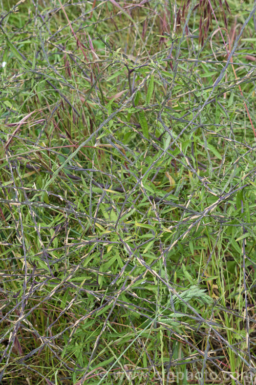 Hedge. Mustard (<i>Sisymbrium officinale</i>), an annual or biennial, originally native to Europe and North Africa but now widely naturalised. It has an erect growth habit and can be distinguished from other species in the genus by the seedpods, which are held against the stems, rather than hanging free from them. Widely considered a weed, it has been cultivated as a vegetable and used medicinally