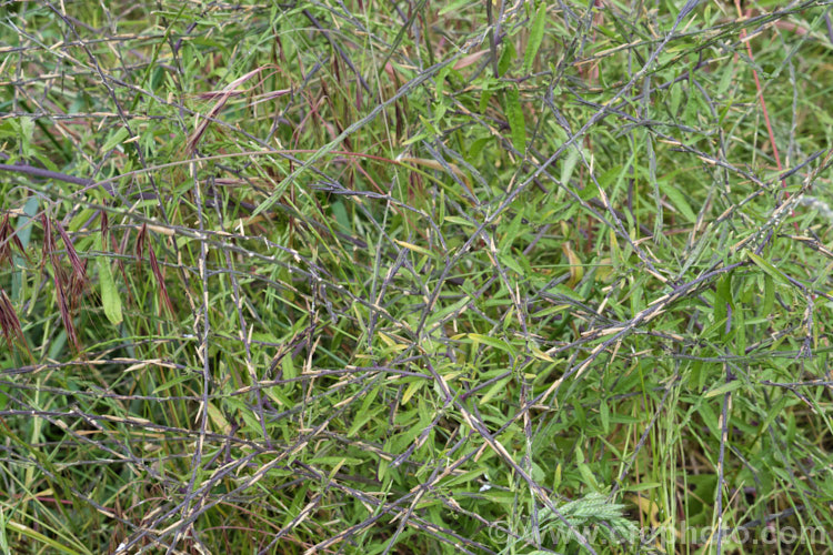 Hedge. Mustard (<i>Sisymbrium officinale</i>), an annual or biennial, originally native to Europe and North Africa but now widely naturalised. It has an erect growth habit and can be distinguished from other species in the genus by the seedpods, which are held against the stems, rather than hanging free from them. Widely considered a weed, it has been cultivated as a vegetable and used medicinally