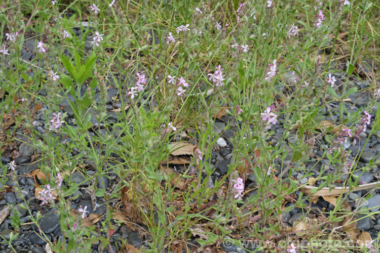 Common Catchfly or Windmill. Pink (<i>Silene gallica</i>), a summer-flowering annual native to southern and central Europe. It has become widely naturalised in the temperate zones and is usually considered a minor weed. The flowers range in colour from white to pink and the petals sometimes have a large red basal blotch. silene-2496htm'>Silene. Order: Caryophyllales, Family: Caryophyllaceae