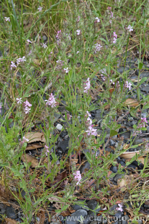 Common Catchfly or Windmill. Pink (<i>Silene gallica</i>), a summer-flowering annual native to southern and central Europe. It has become widely naturalised in the temperate zones and is usually considered a minor weed. The flowers range in colour from white to pink and the petals sometimes have a large red basal blotch. silene-2496htm'>Silene. Order: Caryophyllales, Family: Caryophyllaceae