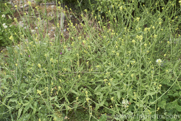 Hedge. Mustard (<i>Sisymbrium officinale</i>), an annual or biennial, originally native to Europe and North Africa but now widely naturalised. It has an erect growth habit and can be distinguished from other species in the genus by the seedpods, which are held against the stems, rather than hanging free from them. Widely considered a weed, it has been cultivated as a vegetable and used medicinally