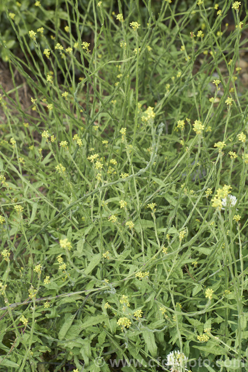 Hedge. Mustard (<i>Sisymbrium officinale</i>), an annual or biennial, originally native to Europe and North Africa but now widely naturalised. It has an erect growth habit and can be distinguished from other species in the genus by the seedpods, which are held against the stems, rather than hanging free from them. Widely considered a weed, it has been cultivated as a vegetable and used medicinally