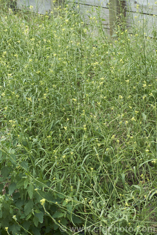 French Rocket, Mediterranean. Rocket, Hedge. Mustard or Smooth. Mustard (<i>Sisymbrium erysimoides</i>), a southern European mustard family (<i>Brassicaceae</i>) annual or biennial that has become naturalised in many temperate areas. sisymbrium-3461htm'>Sisymbrium. .
