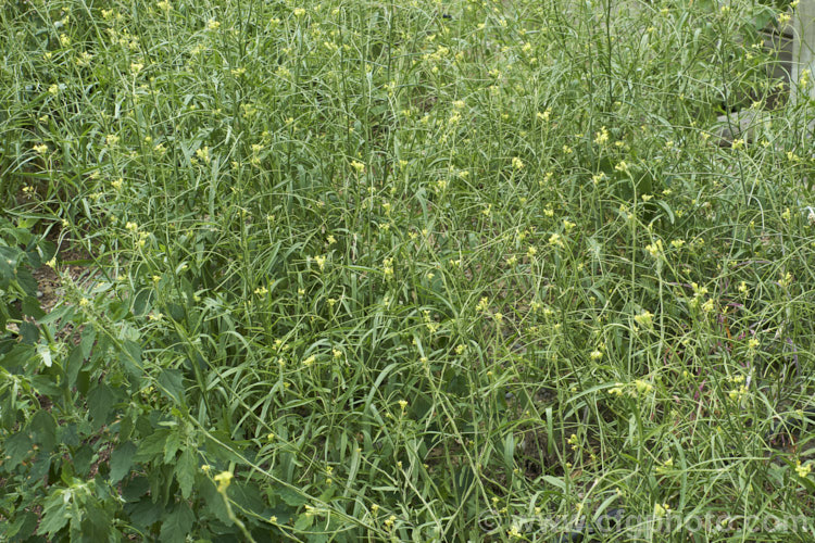 French Rocket, Mediterranean. Rocket, Hedge. Mustard or Smooth. Mustard (<i>Sisymbrium erysimoides</i>), a southern European mustard family (<i>Brassicaceae</i>) annual or biennial that has become naturalised in many temperate areas. sisymbrium-3461htm'>Sisymbrium. .