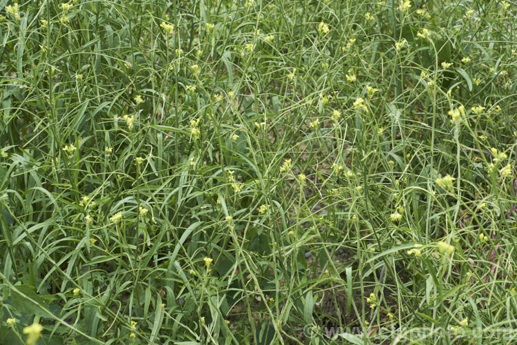French Rocket, Mediterranean. Rocket, Hedge. Mustard or Smooth. Mustard (<i>Sisymbrium erysimoides</i>), a southern European mustard family (<i>Brassicaceae</i>) annual or biennial that has become naturalised in many temperate areas. sisymbrium-3461htm'>Sisymbrium. .