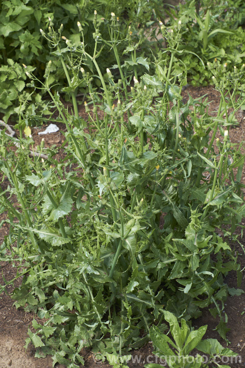 Sow Thistle (<i>Sonchus oleraceus</i>), a quick growing annual daisy with succulent stems and leave that exude a milky sap when cut. The leaves have deep lobes that are sharply toothed but not spiny. Sow thistle can grow to 15m tall, occurs in many parts of the world and is considered to be a weed that grows strongly enough to compete with cultivated crops.
