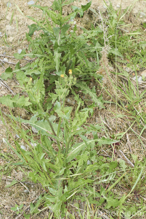 Sow Thistle (<i>Sonchus oleraceus</i>), a quick growing annual daisy with succulent stems and leave that exude a milky sap when cut. The leaves have deep lobes that are sharply toothed but not spiny. Sow thistle can grow to 15m tall, occurs in many parts of the world and is considered to be a weed that grows strongly enough to compete with cultivated crops.