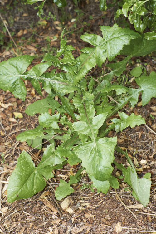 Sow Thistle (<i>Sonchus oleraceus</i>), a quick growing annual daisy with succulent stems and leave that exude a milky sap when cut. The leaves have deep lobes that are sharply toothed but not spiny. Sow thistle can grow to 15m tall, occurs in many parts of the world and is considered to be a weed that grows strongly enough to compete with cultivated crops.