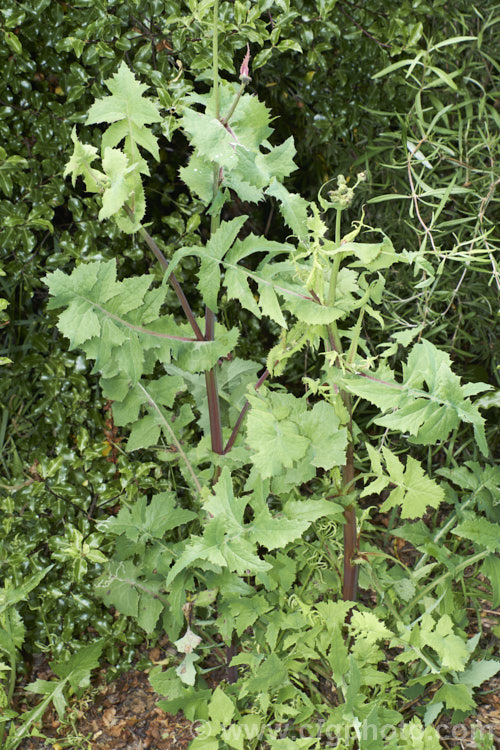 Sow Thistle (<i>Sonchus oleraceus</i>), a quick growing annual daisy with succulent stems and leave that exude a milky sap when cut. The leaves have deep lobes that are sharply toothed but not spiny. Sow thistle can grow to 15m tall, occurs in many parts of the world and is considered to be a weed that grows strongly enough to compete with cultivated crops.