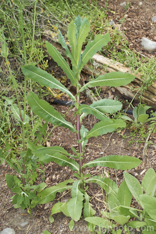 New Zealand Sow Thistle or Puha (<i>Sonchus kirkii</i>), an annual soft thistle native to New Zealand Although widely considered to be a weed, its foliage was an important part of the Maori diet and in recent years the plant has become far less common. Its leaves are smooth, lacking even soft spines, and are often undivided on young plants.