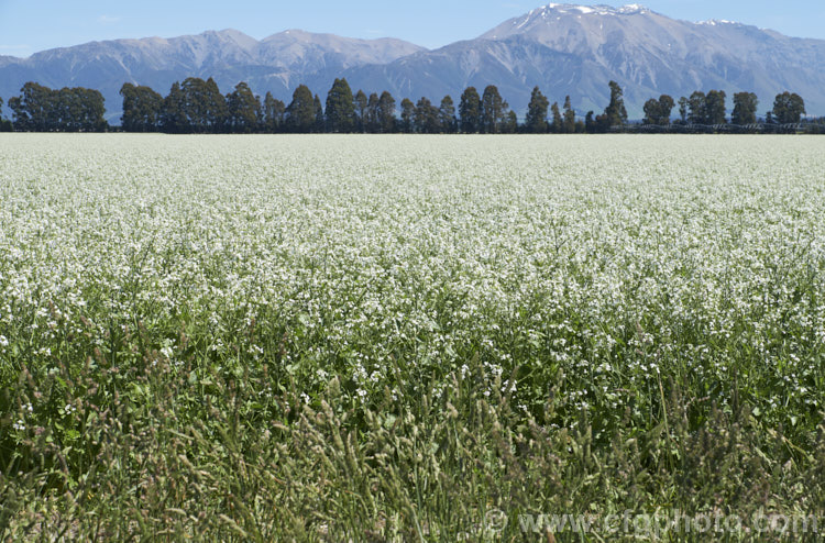 Fodder. Radish (<i>Raphanus sativus</i>), a cover crop grown as stock feed and to control certain soil pests. This crop in New Zealand could help lower the incidence of Australian soldier fly larvae in the soil, which is a pest of pasture plants. The garden radishes are also mostly cultivars of Raphanus sativus