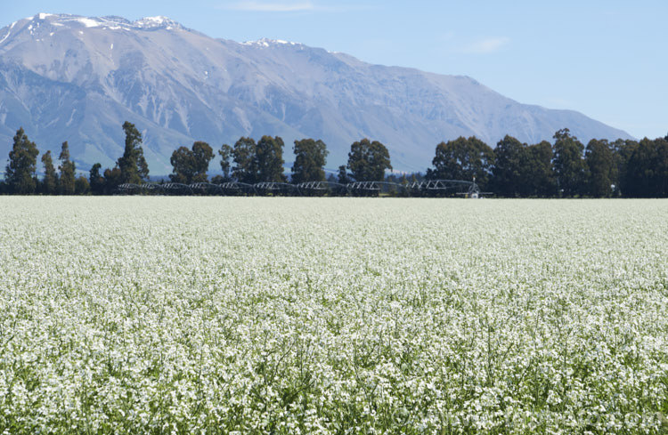 Fodder. Radish (<i>Raphanus sativus</i>), a cover crop grown as stock feed and to control certain soil pests. This crop in New Zealand could help lower the incidence of Australian soldier fly larvae in the soil, which is a pest of pasture plants. The garden radishes are also mostly cultivars of Raphanus sativus