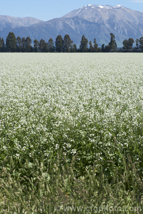 Fodder. Radish (<i>Raphanus sativus</i>), a cover crop grown as stock feed and to control certain soil pests. This crop in New Zealand could help lower the incidence of Australian soldier fly larvae in the soil, which is a pest of pasture plants. The garden radishes are also mostly cultivars of Raphanus sativus