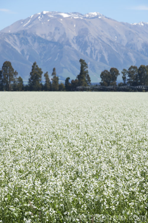 Fodder. Radish (<i>Raphanus sativus</i>), a cover crop grown as stock feed and to control certain soil pests. This crop in New Zealand could help lower the incidence of Australian soldier fly larvae in the soil, which is a pest of pasture plants. The garden radishes are also mostly cultivars of Raphanus sativus