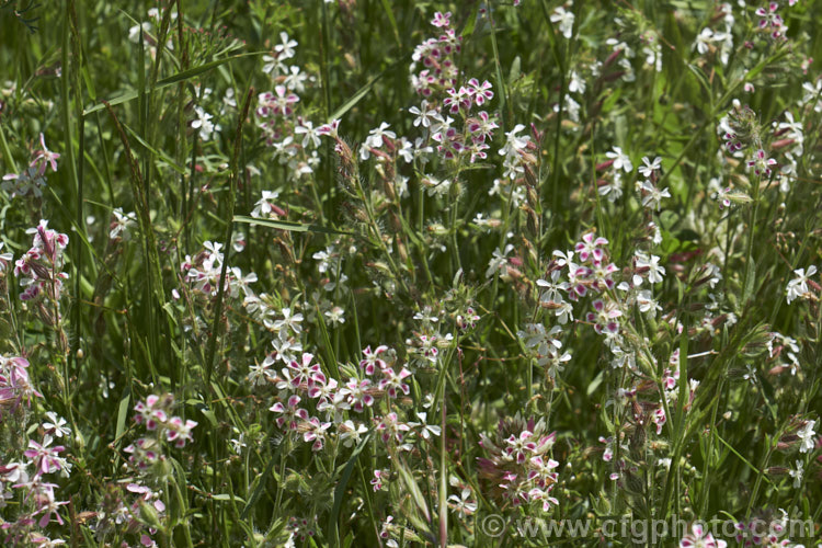 Common Catchfly or Windmill. Pink (<i>Silene gallica</i>), a summer-flowering annual native to southern and central Europe. It has become widely naturalised in the temperate zones and is usually considered a minor weed. The flowers range in colour from white to pink and the petals sometimes have a large red basal blotch. silene-2496htm'>Silene. Order: Caryophyllales, Family: Caryophyllaceae