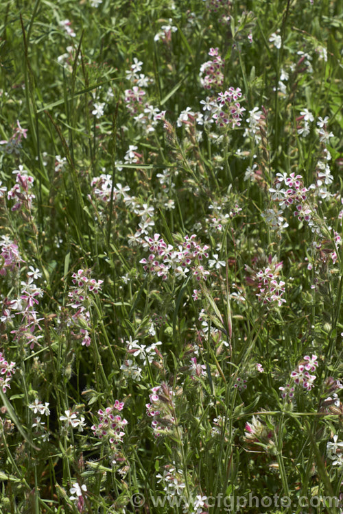 Common Catchfly or Windmill. Pink (<i>Silene gallica</i>), a summer-flowering annual native to southern and central Europe. It has become widely naturalised in the temperate zones and is usually considered a minor weed. The flowers range in colour from white to pink and the petals sometimes have a large red basal blotch. silene-2496htm'>Silene. Order: Caryophyllales, Family: Caryophyllaceae